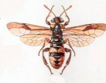 Larve e adulti di Palaeocimbex quadrimaculatus (Imenotteri)